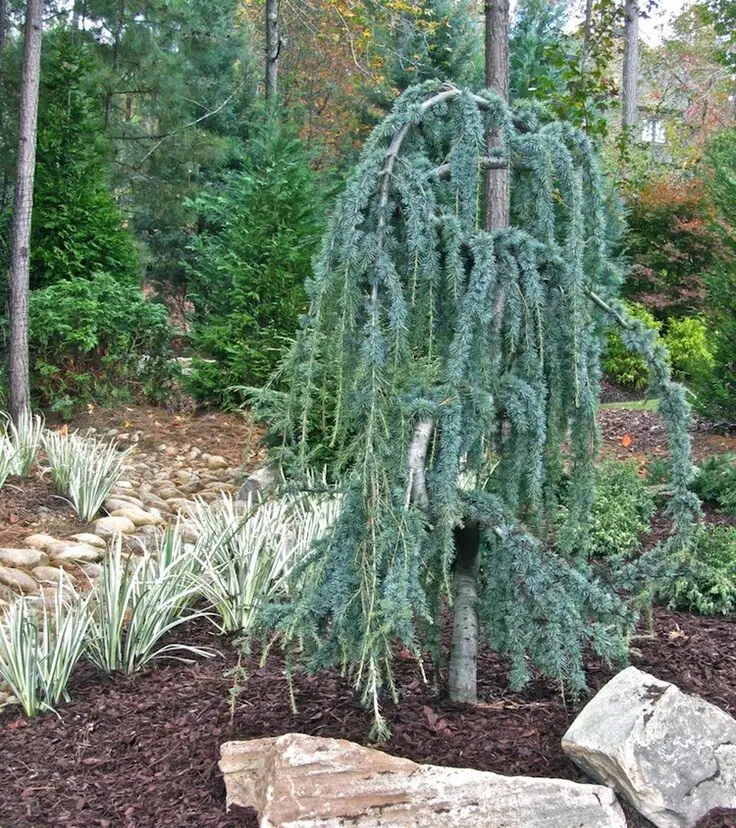 Weeping Blue Atlas Cedar