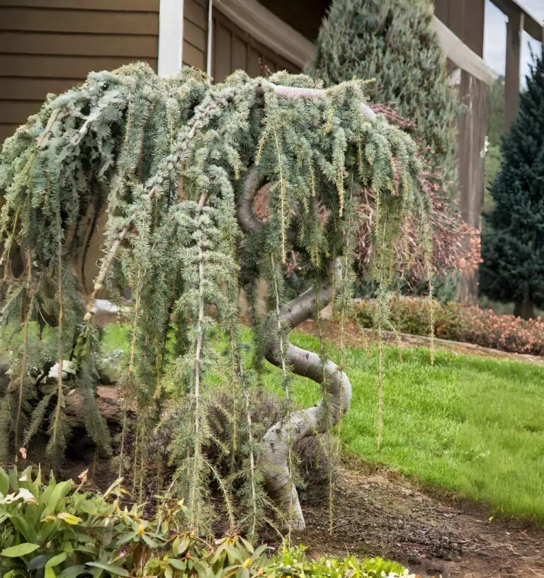 Weeping Blue Atlas Cedar