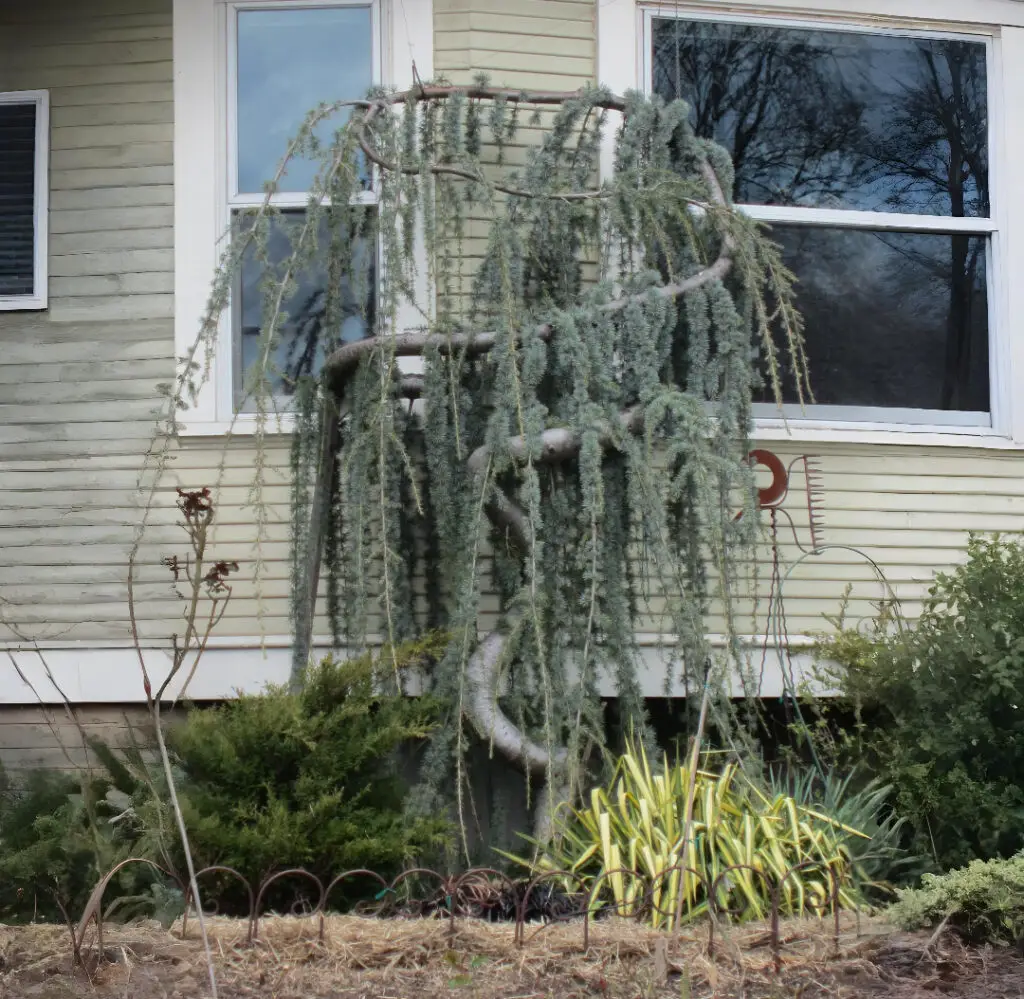 Weeping Blue Atlas Cedar