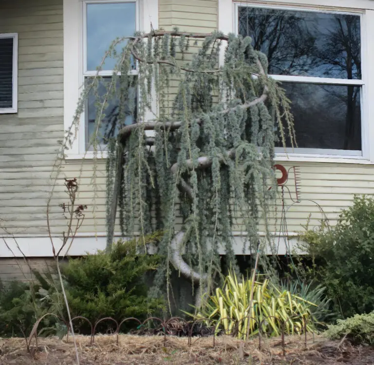 Weeping Blue Atlas Cedar