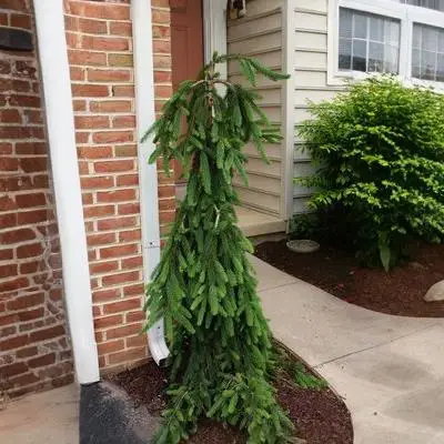 Weeping Norway Spruce
