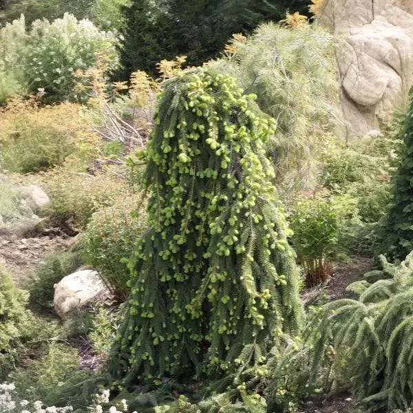 Weeping Norway Spruce