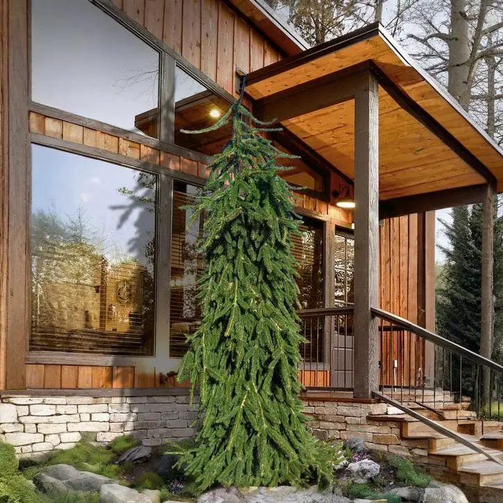 Weeping Norway Spruce