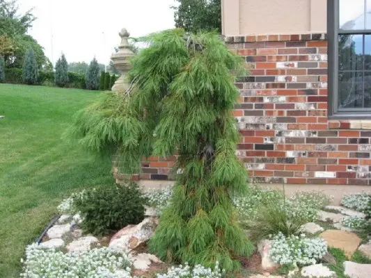 Weeping White Pine
