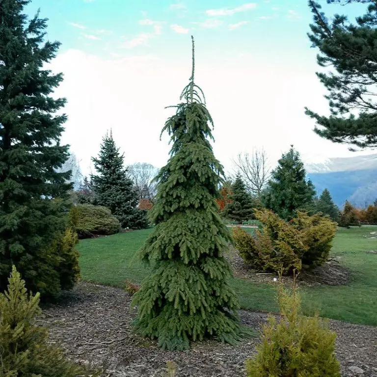 Weeping White Spruce