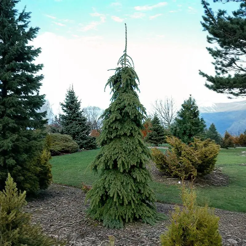 Weeping White Spruce