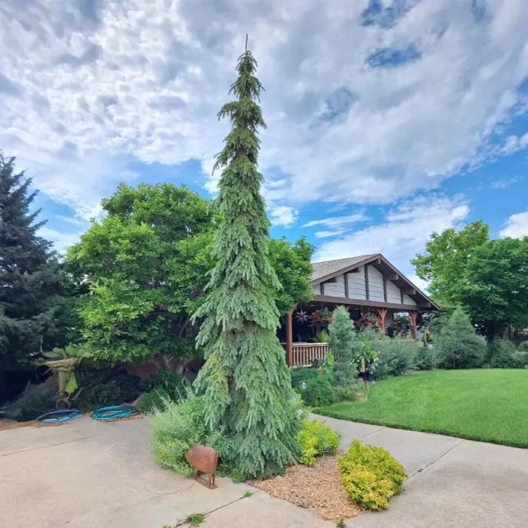 Weeping White Spruce