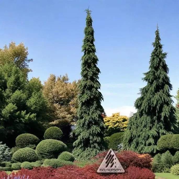 Weeping White Spruce
