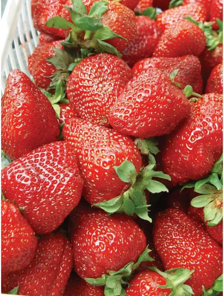 albion strawberry Plants