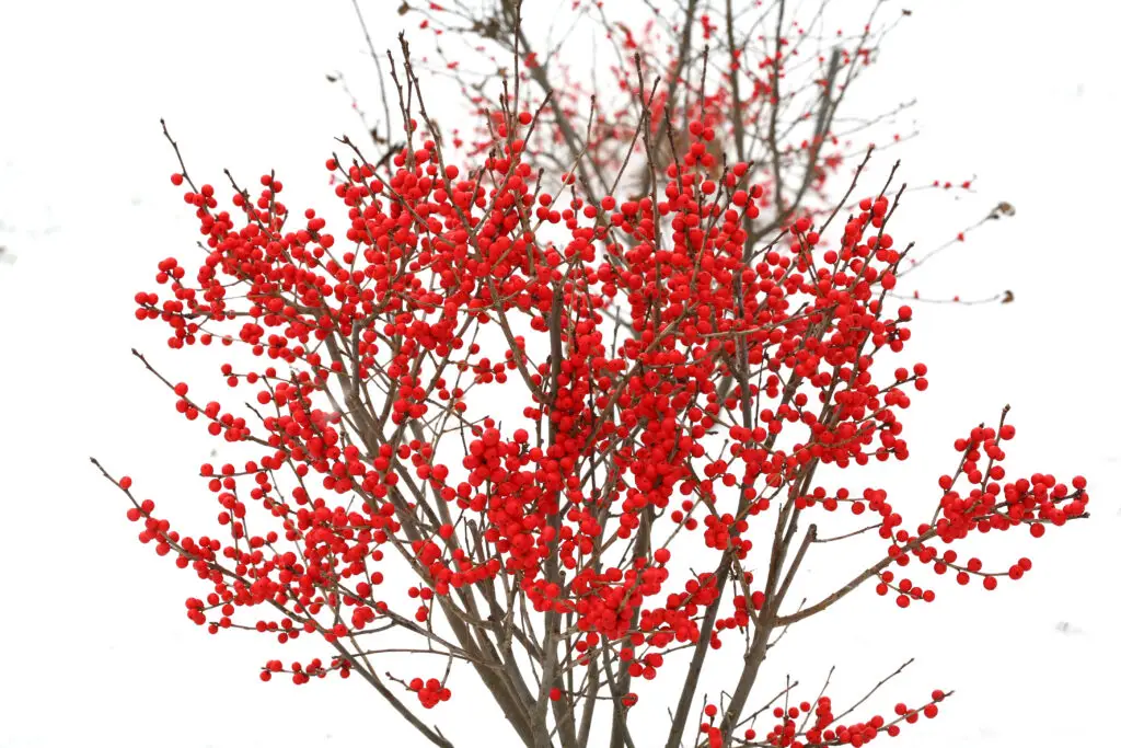 Berry poppins Winterberry Holy