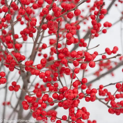 berry poppins ilex verticillata