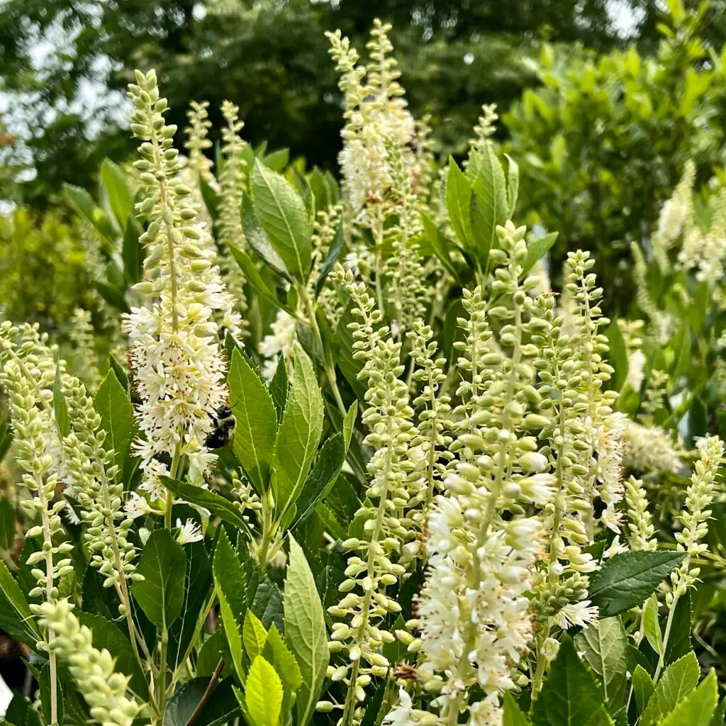 white flowers of hummingbird clethra