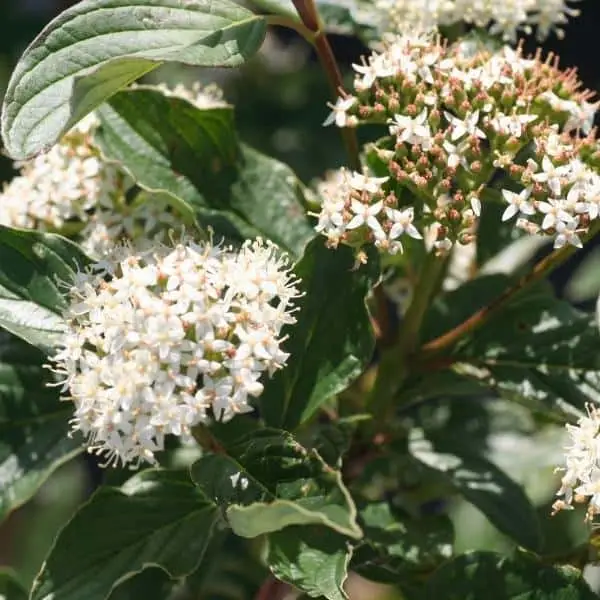 Bailey Red Twig Dogwood