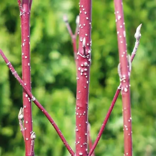 Bailey Red Twig Dogwood