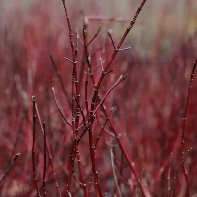 kelseyi Red Twig Dogwood