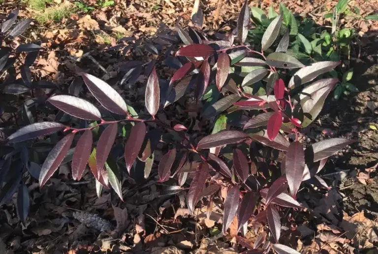 ReJoyce Leucothoe
