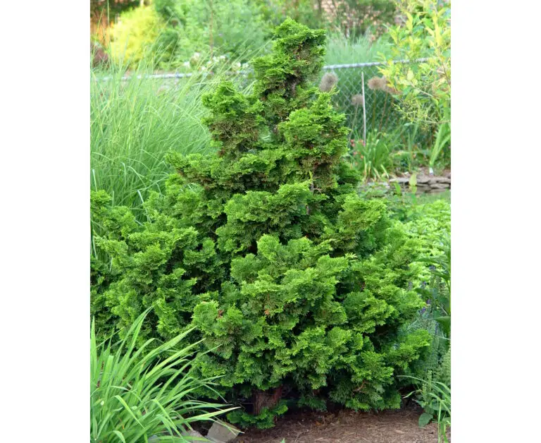 nana gracilis hinoki cypress