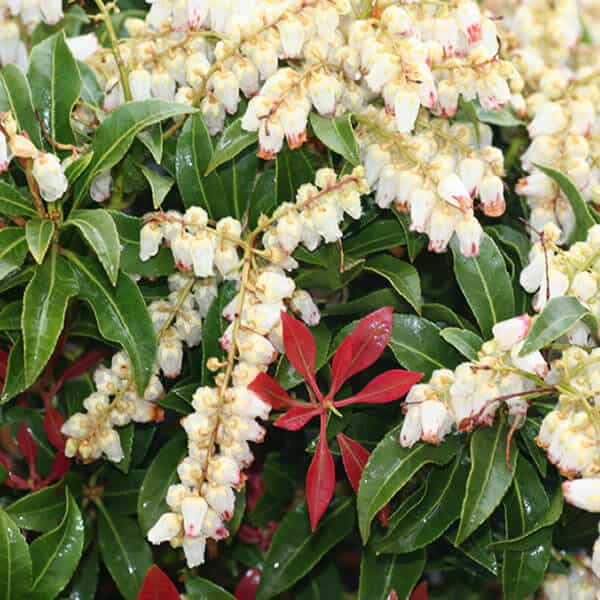 white flowers of Mountain Fire Pieris Japonica