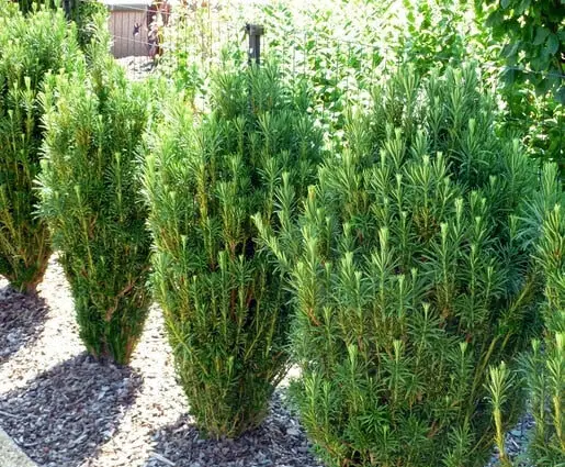 Fastigiata Japanese Plum Yew
