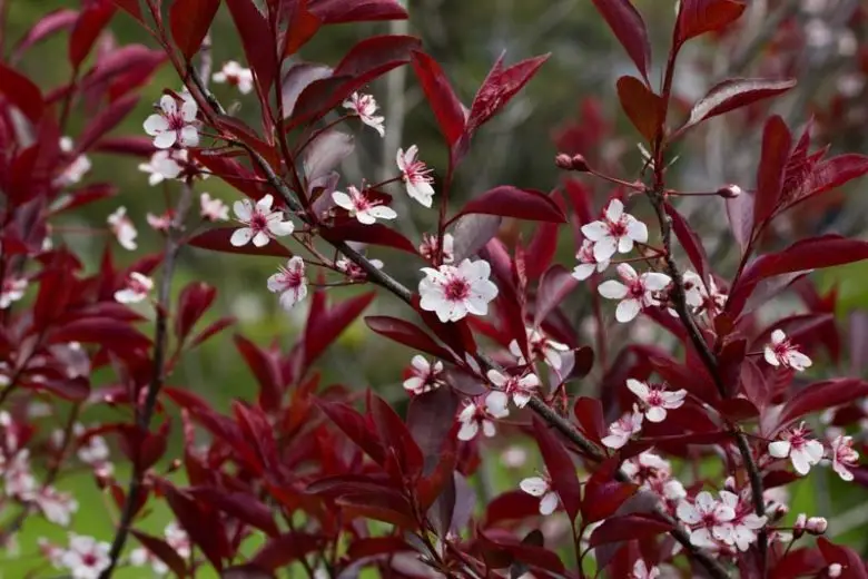 Purple Leaf sandcherry