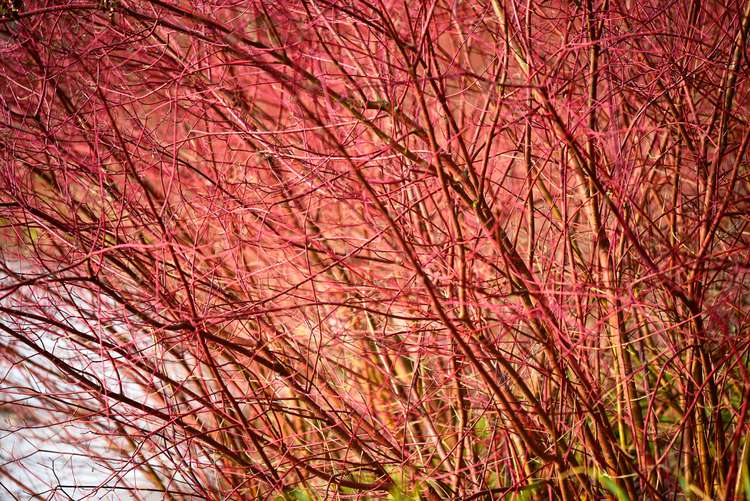 Bailey Red Twig Dogwood