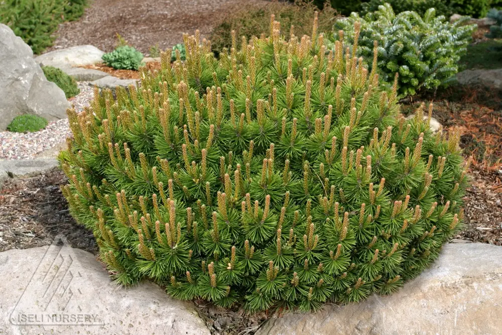 Slowmound Mugo Pine