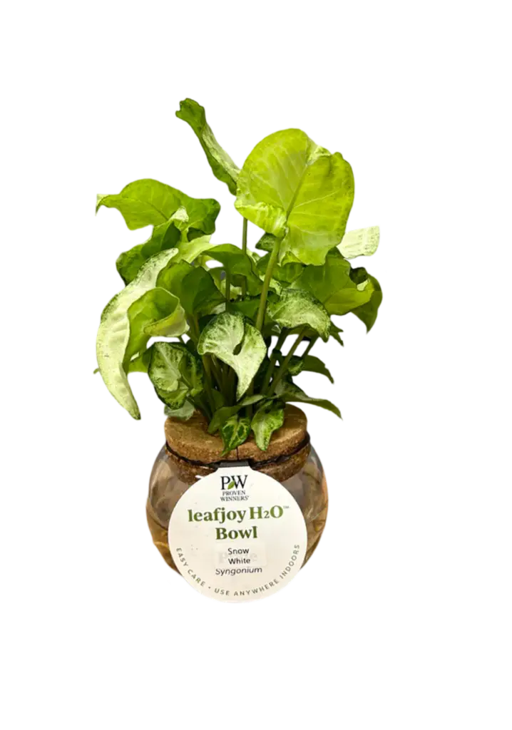 Leaf Joy H2O Bowls