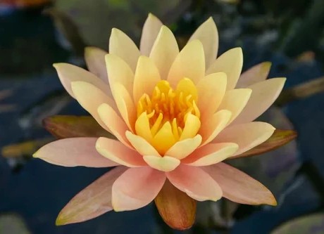 Georgia Peach Water Lily