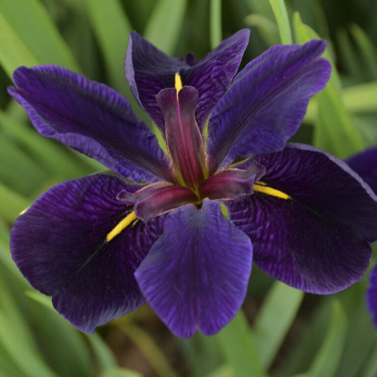 Iris Black Gamecock