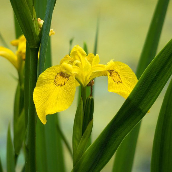 Iris Yellow 2