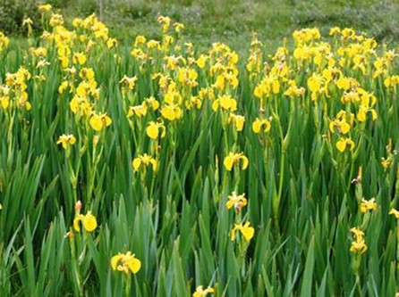 Iris Yellow