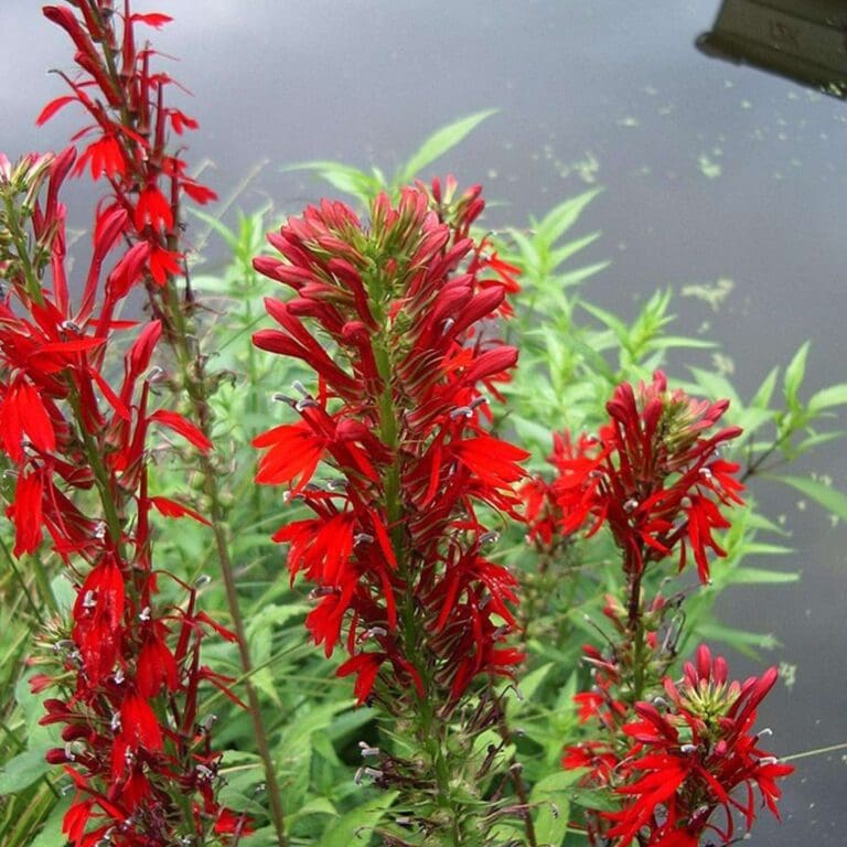 Lobelia Cardinal 1