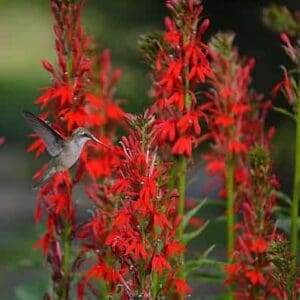 Cardinal