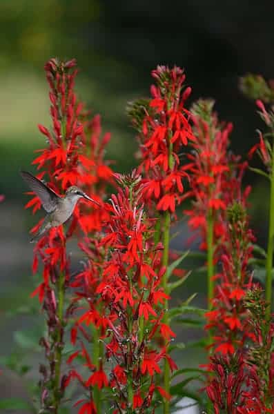 Lobelia Cardinal