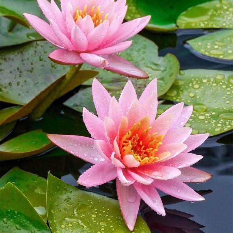 Pink Beauty