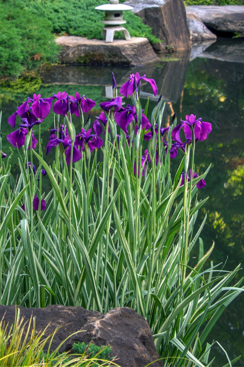 Variegated Iris 1