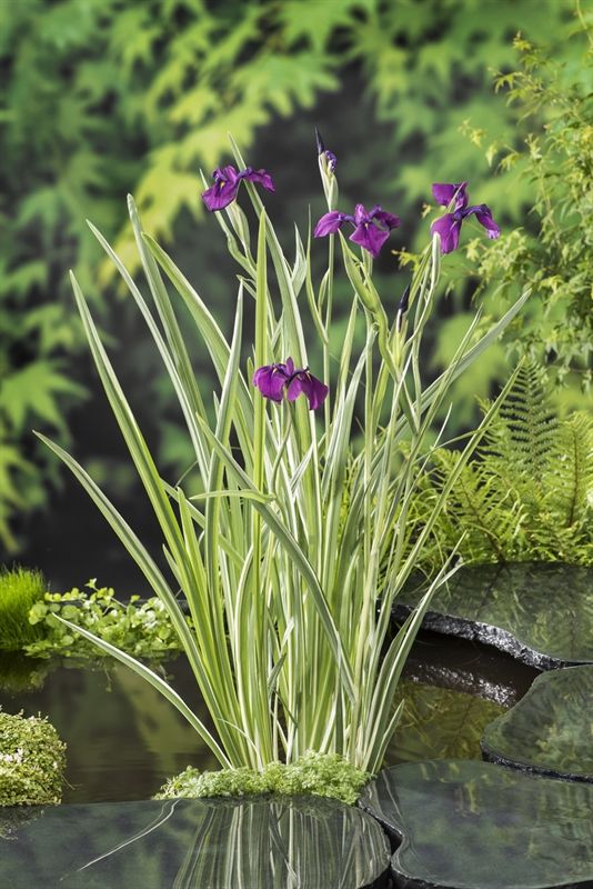 Variegated Iris 2