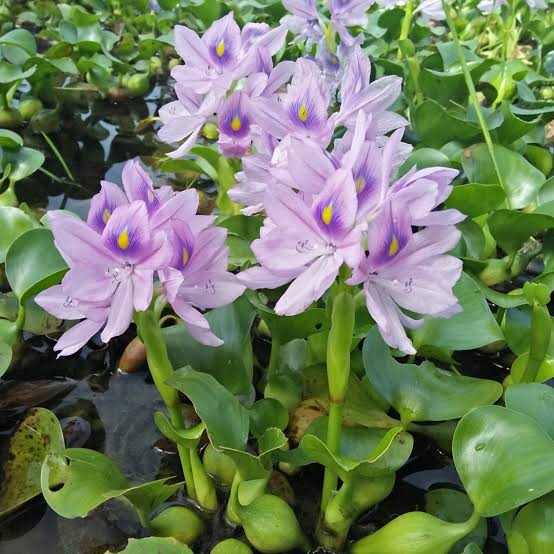 Water Hyacinth 1
