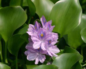 Common Water Hyacinth