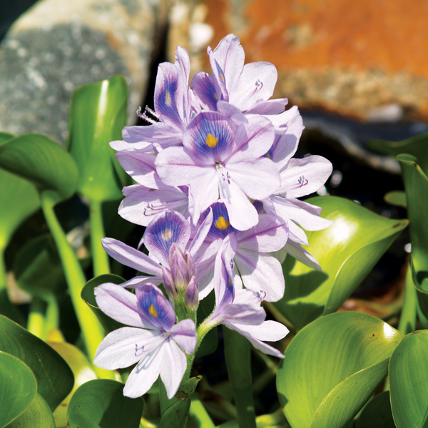 Water Hyacinth2