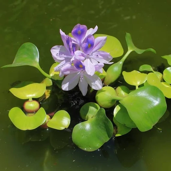 Water Lily