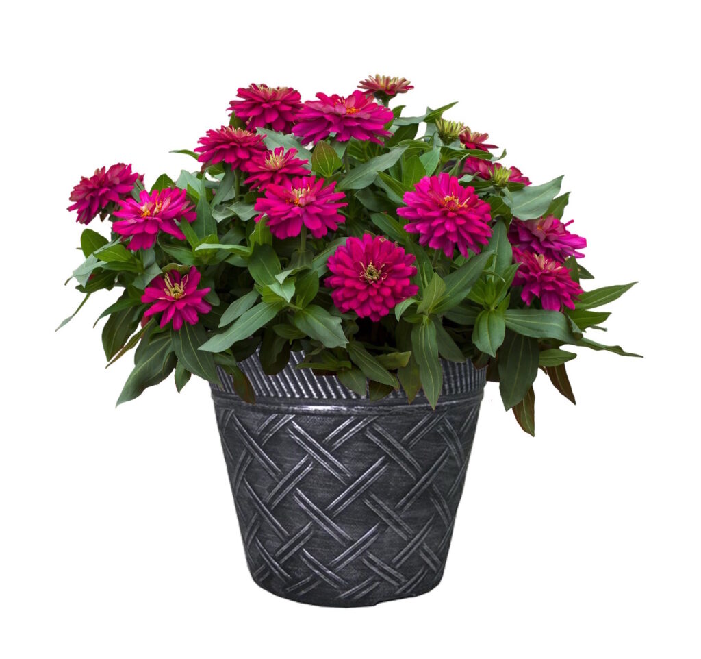 Zydeco Cherry Zinnia Flower