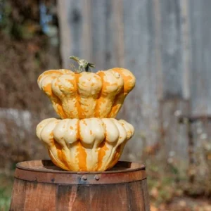 Mac n Cheese Pumpkin