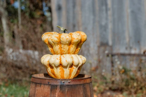 3143_Mac_n_Cheese_F1_Pumpkin_V3__29585