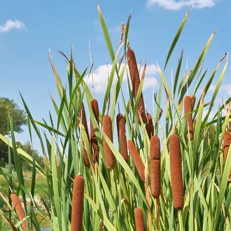 Cattail 1