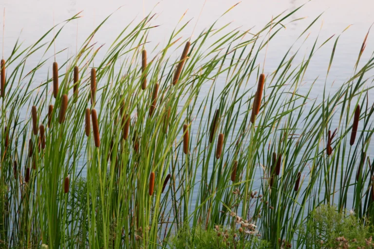 Cattail 2
