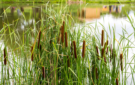 Cattail