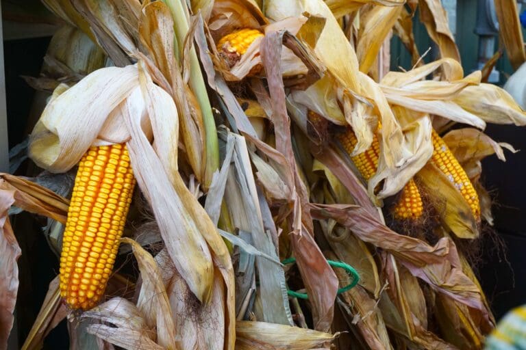 Corn Shock Close Up