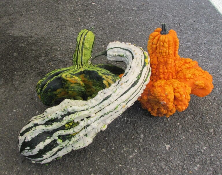 Crazy Warty Gourds (5)