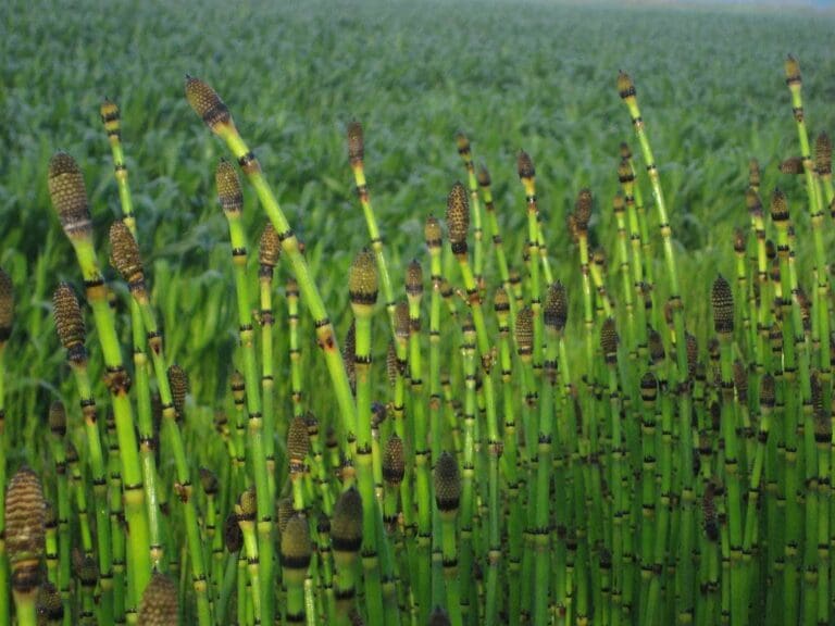 Horsetail 1